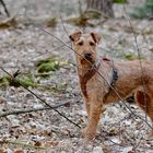 Irish terrier dara 2