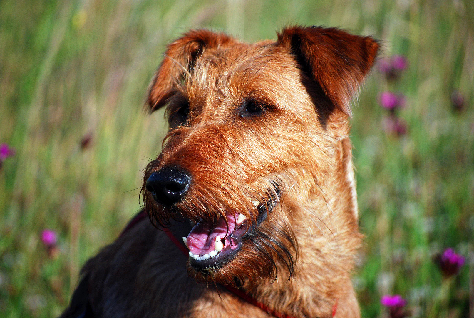 Irish Terrier DARA