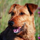 Irish Terrier DARA