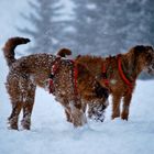 Irish Terrier Dara und Edda