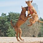 irish terrier dara und edda 1