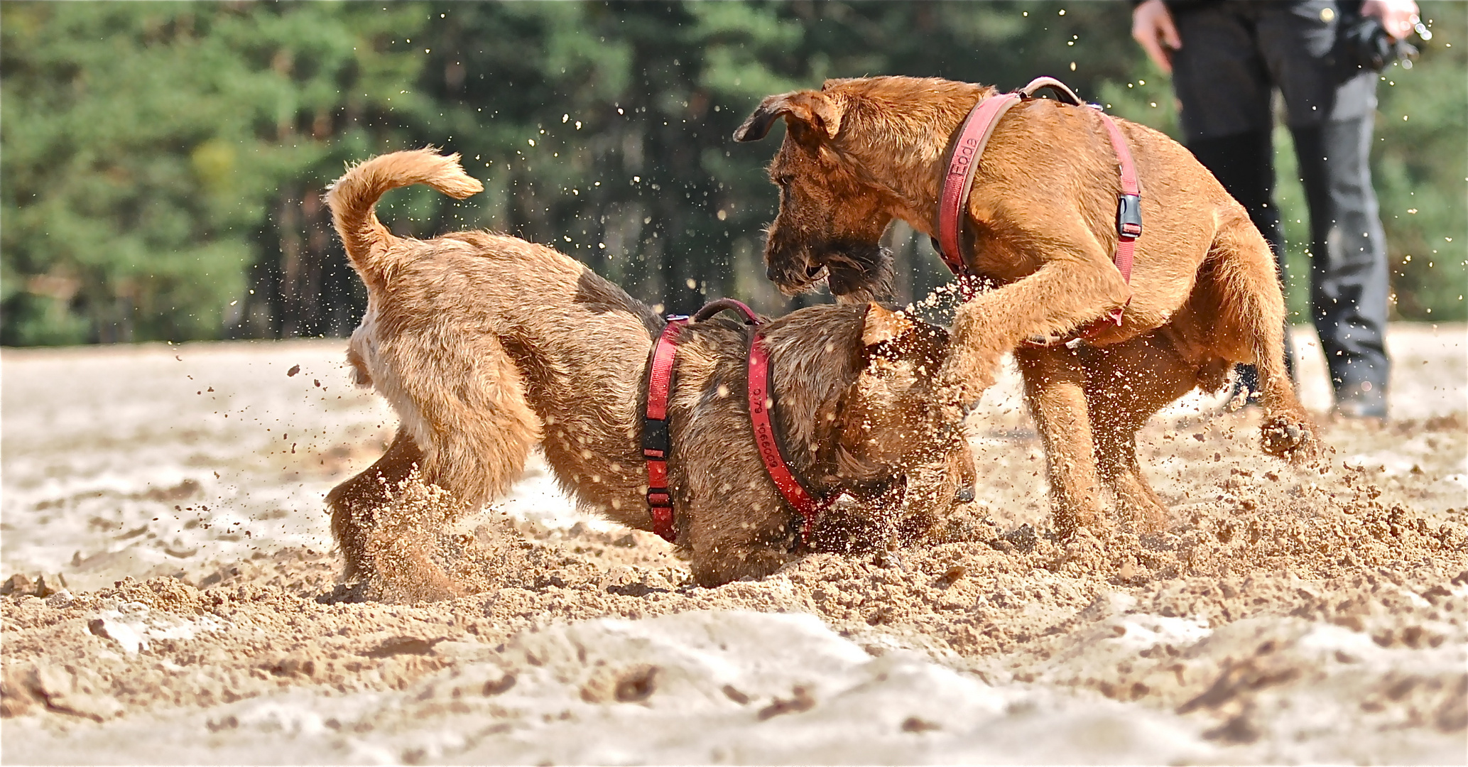 irish terrier dara und edda 3