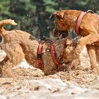 irish terrier dara und edda 3