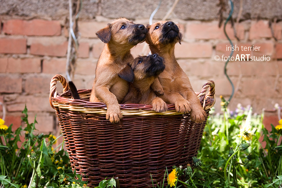 Irish Terrier