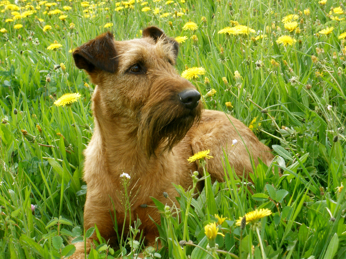 Irish Terrier Hündin