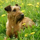 Irish Terrier Hündin