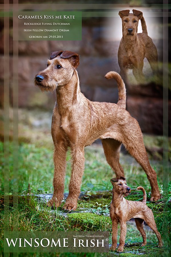 Irish Terrier - meine Süße :)