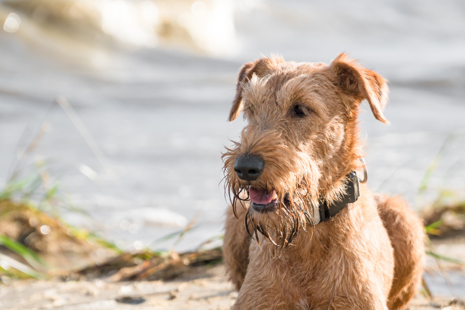 Irish Terrier Morton an der Elbe