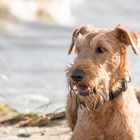 Irish Terrier Morton an der Elbe