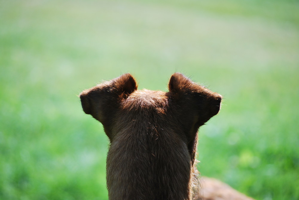 irish terrier ohren