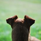 irish terrier ohren