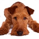 Irish Terrier - Ole der kleine Schnösel :)