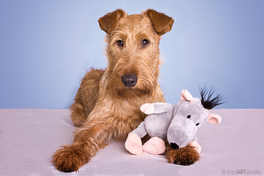 Irish Terrier - Ole mit  "geklautem" Freund