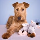 Irish Terrier - Ole mit  "geklautem" Freund