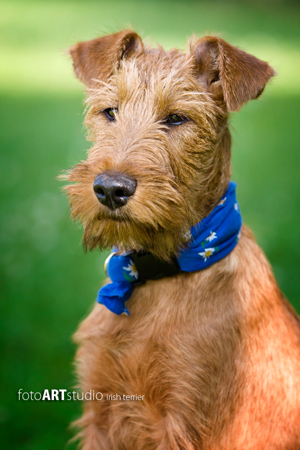 Irish Terrier - Ole von der Grevenburg