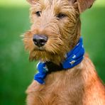 Irish Terrier - Ole von der Grevenburg