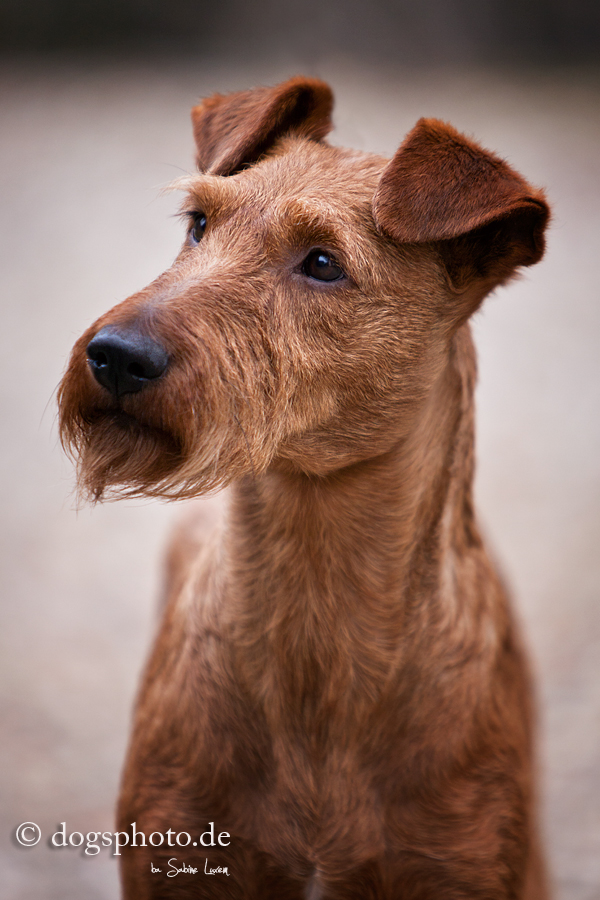 Irish Terrier Portrait