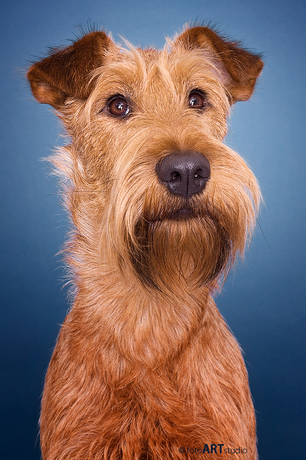 Irish Terrier Portrait