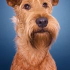 Irish Terrier Portrait