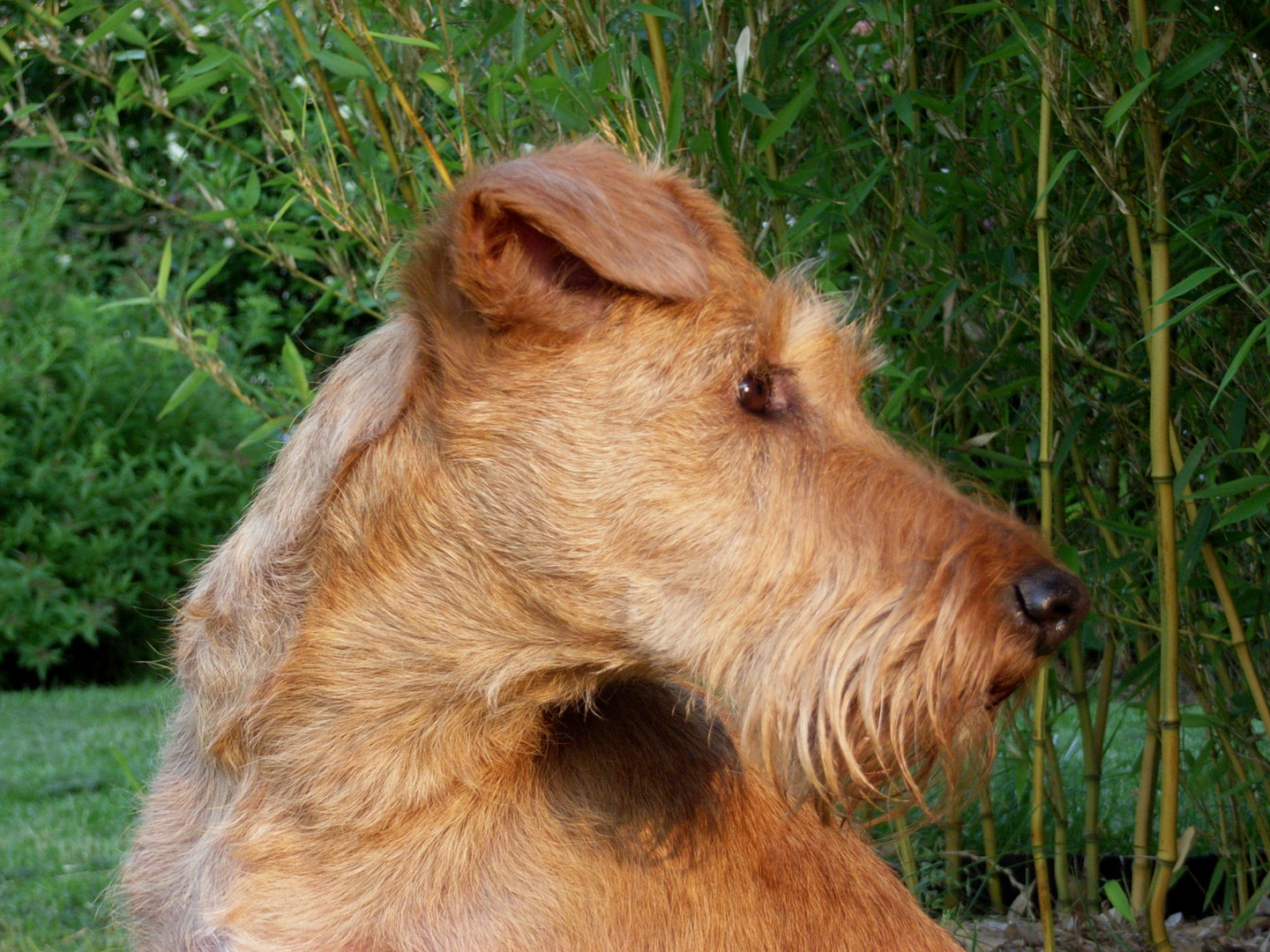 Irish Terrier Portrait