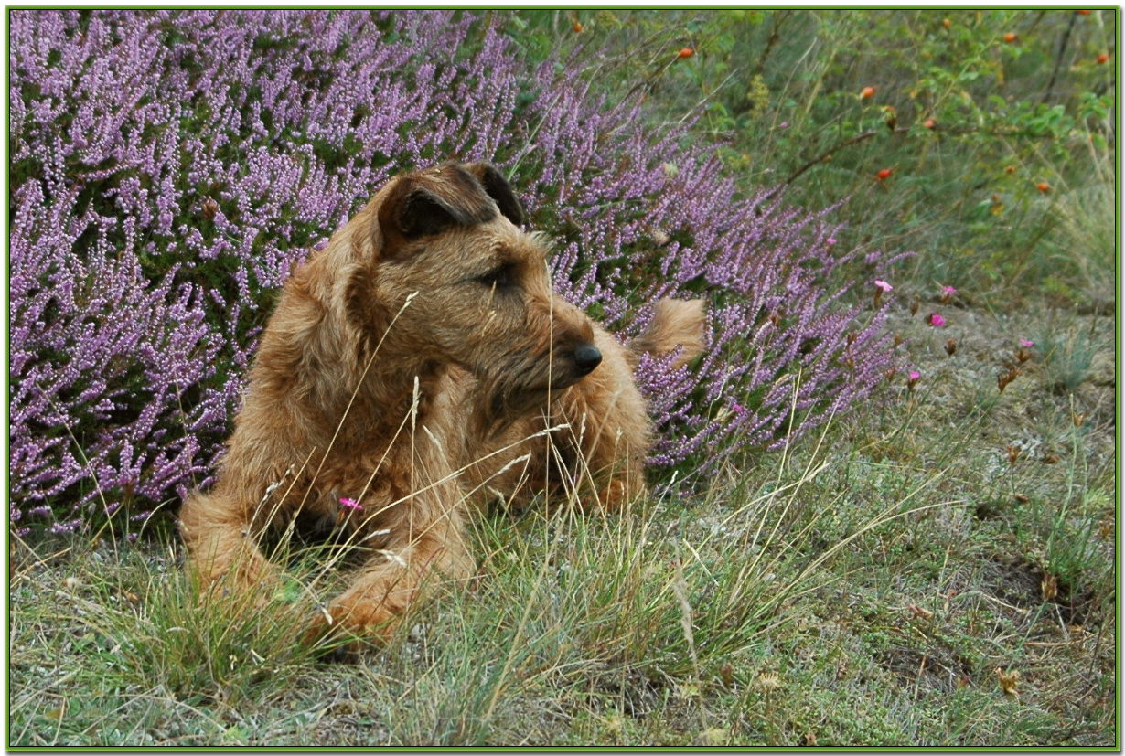 Irish Terrier Stella