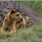 Irish Terrier Stella