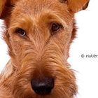 Irish Terrier Welpe - dieser Blick