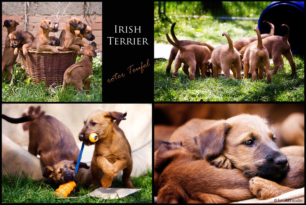 Irish Terrier Welpen