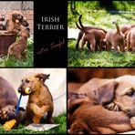 Irish Terrier Welpen