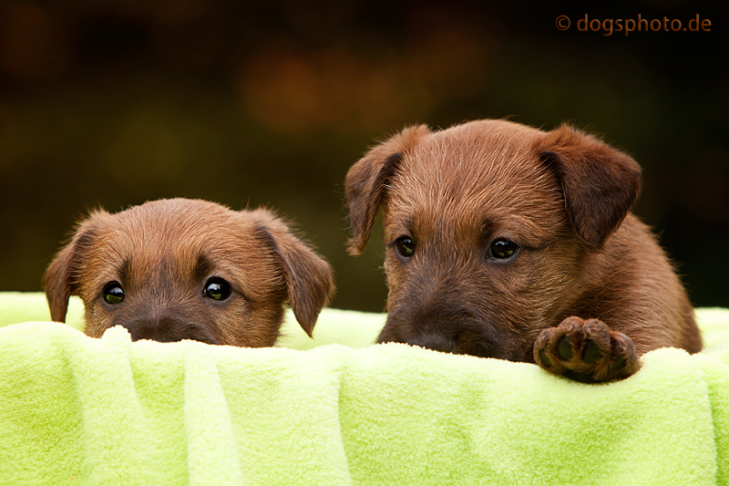 Irish Terrier Welpen