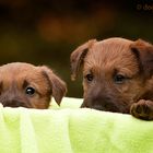 Irish Terrier Welpen