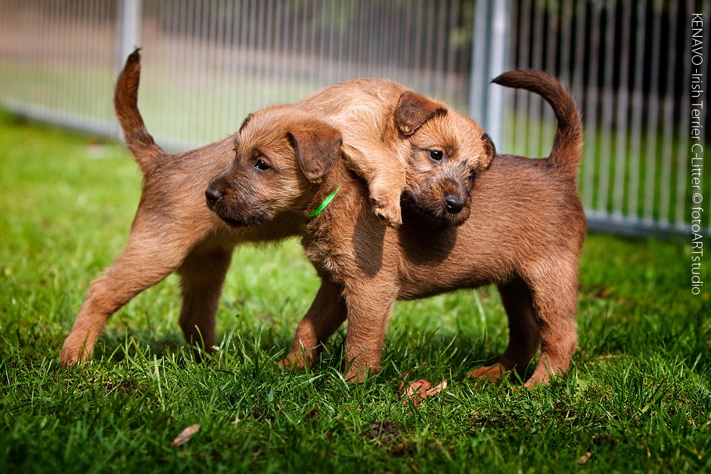 Irish Terrier Welpen