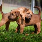 Irish Terrier Welpen