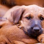 Irish Terrier Welpen