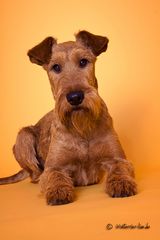 IRISH TERRIER - Workshop bei den Niederrheiner