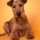 IRISH TERRIER - Workshop bei den Niederrheiner