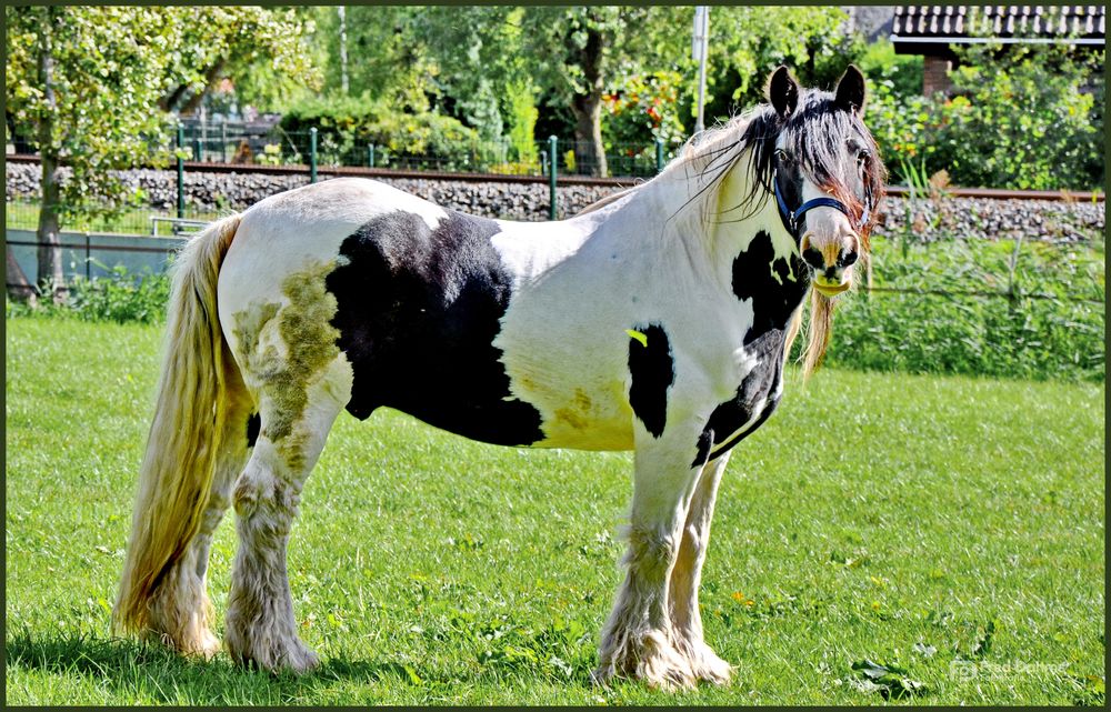 Irish Tinker Pferd