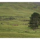 irish trees