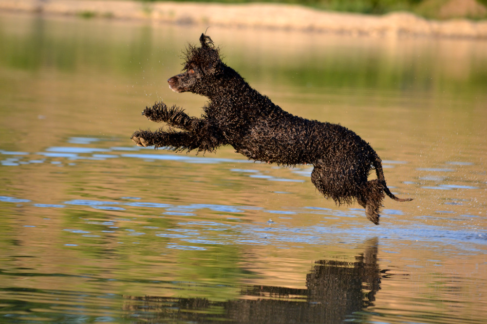 Irish Water Spaniel