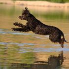 Irish Water Spaniel