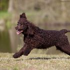 Irish Water Spaniel im gesreckten Galopp