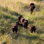 Irish Water Spaniel - Rasselbande