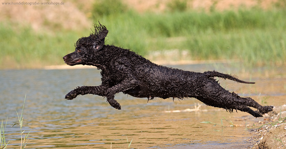 Irish Water Spaniel Sprung