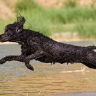 Irish Water Spaniel Sprung