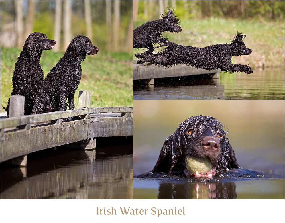 Irish Water Spaniel und die Brücke