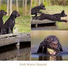 Irish Water Spaniel und die Brücke