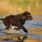 Irish Water Spaniel - Wasserspaß