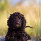 Irish Water Spaniel Welpe