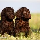 Irish Water Spaniel Welpen