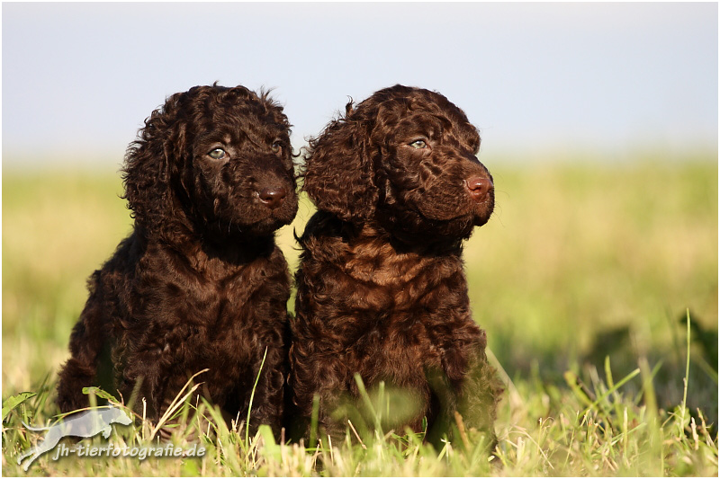 Irish Water Spaniel Welpen